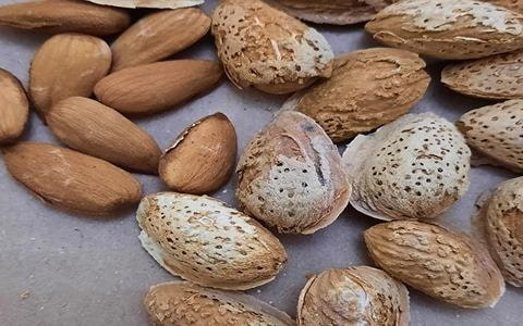 تصویر 4 از بادام درختی پوست کاغذی دانه لطیف ویژه